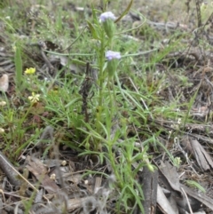 Vittadinia muelleri (Narrow-leafed New Holland Daisy) at Majura, ACT - 9 Nov 2015 by SilkeSma