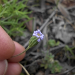 Vittadinia muelleri at Majura, ACT - 9 Nov 2015 08:23 AM