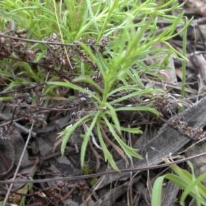 Vittadinia muelleri at Majura, ACT - 9 Nov 2015 08:23 AM