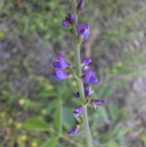 Oxytes brachypoda at Campbell, ACT - 9 Nov 2015