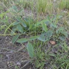 Oxytes brachypoda at Campbell, ACT - 9 Nov 2015