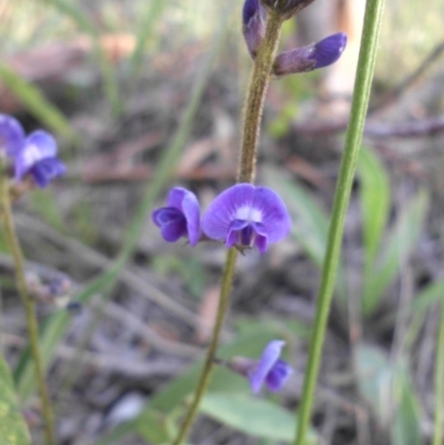 Glycine tabacina (Variable Glycine) at Campbell, ACT - 9 Nov 2015 by SilkeSma