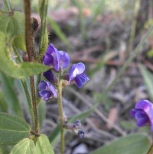 Glycine tabacina at Campbell, ACT - 9 Nov 2015