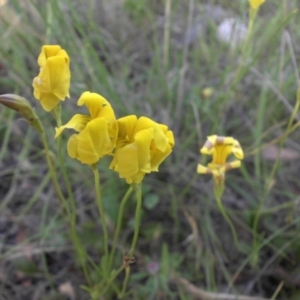 Goodenia pinnatifida at Campbell, ACT - 9 Nov 2015