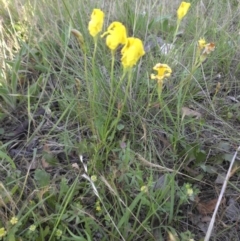 Goodenia pinnatifida at Campbell, ACT - 9 Nov 2015 06:36 PM