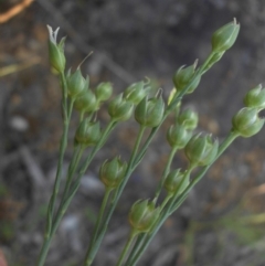 Linum marginale (Native Flax) at Campbell, ACT - 9 Nov 2015 by SilkeSma