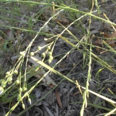 Linum marginale at Campbell, ACT - 9 Nov 2015