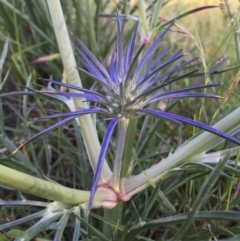 Eryngium ovinum (Blue Devil) at Googong, NSW - 10 Nov 2015 by Wandiyali