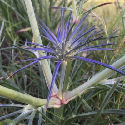 Eryngium ovinum (Blue Devil) at Wandiyali-Environa Conservation Area - 9 Nov 2015 by Wandiyali