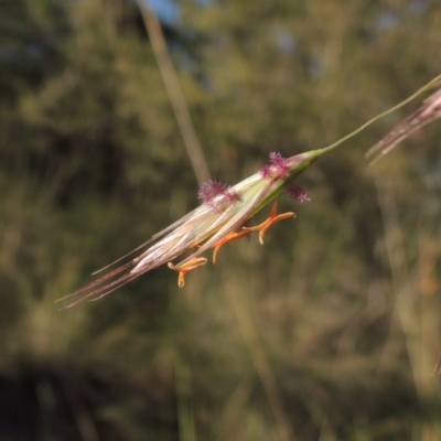 Rytidosperma pallidum (Red-anther Wallaby Grass) at Theodore, ACT - 7 Nov 2015 by michaelb