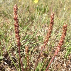 Plantago gaudichaudii at Lyneham, ACT - 10 Nov 2015 10:11 AM