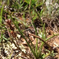 Plantago gaudichaudii at Lyneham, ACT - 10 Nov 2015 10:11 AM