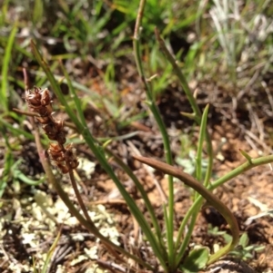 Plantago gaudichaudii at Lyneham, ACT - 10 Nov 2015 10:11 AM