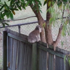 Phascolarctos cinereus (Koala) at  - 17 Oct 2013 by LorynMarie