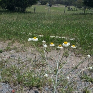 Ammobium alatum at Symonston, ACT - 10 Nov 2015