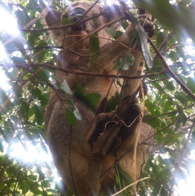 Phascolarctos cinereus (Koala) at Bootawa, NSW - 7 Nov 2015 by wod