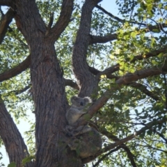 Phascolarctos cinereus (Koala) at Bootawa, NSW - 9 Nov 2015 by wod