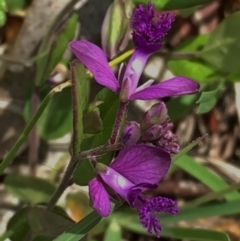 Polygala japonica (Dwarf Milkwort) at Googong, NSW - 10 Nov 2015 by Wandiyali