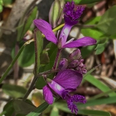 Polygala japonica (Dwarf Milkwort) at Googong, NSW - 10 Nov 2015 by Wandiyali