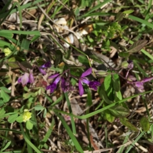 Polygala japonica at Googong, NSW - 10 Nov 2015