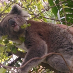 Phascolarctos cinereus (Koala) at Port Macquarie, NSW - 28 Oct 2015 by LeoneW