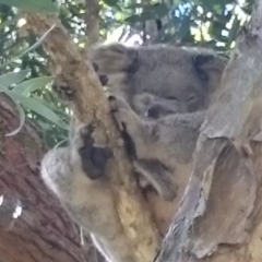Phascolarctos cinereus (Koala) at Port Macquarie, NSW - 9 Nov 2015 by Charlesbusby