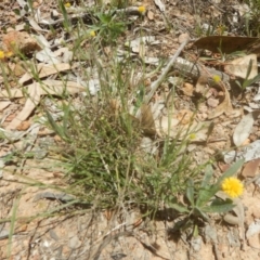 Calotis lappulacea (Yellow Burr Daisy) at Garran, ACT - 9 Nov 2015 by MichaelMulvaney