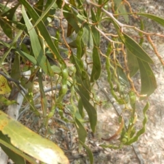 Acacia pycnantha (Golden Wattle) at Mount Mugga Mugga - 9 Nov 2015 by MichaelMulvaney