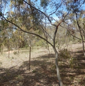 Acacia pycnantha at Symonston, ACT - 9 Nov 2015 01:28 PM