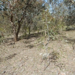 Acacia pycnantha at Symonston, ACT - 9 Nov 2015 01:28 PM