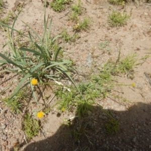 Calotis lappulacea at Symonston, ACT - 9 Nov 2015