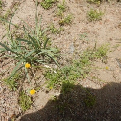 Calotis lappulacea (Yellow Burr Daisy) at Mount Mugga Mugga - 9 Nov 2015 by MichaelMulvaney