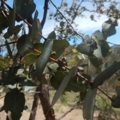Eucalyptus cinerea subsp. cinerea (Argyle Apple) at O'Malley, ACT - 9 Nov 2015 by MichaelMulvaney