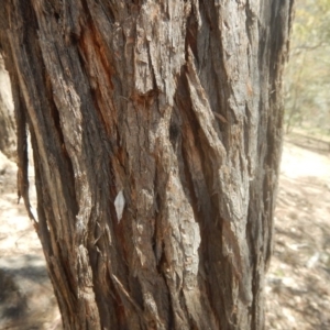 Eucalyptus cinerea subsp. cinerea at O'Malley, ACT - 9 Nov 2015