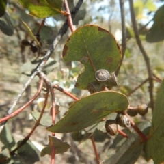 Eucalyptus cinerea subsp. cinerea at O'Malley, ACT - 9 Nov 2015 02:21 PM