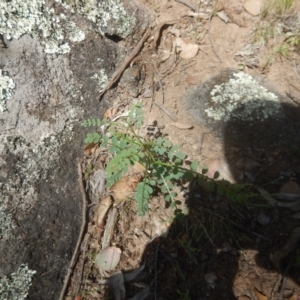 Indigofera adesmiifolia at Symonston, ACT - 9 Nov 2015