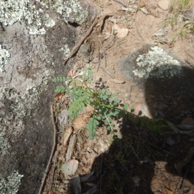 Indigofera adesmiifolia (Tick Indigo) at Mount Mugga Mugga - 9 Nov 2015 by MichaelMulvaney