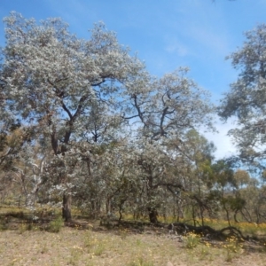 Eucalyptus cinerea subsp. cinerea at Symonston, ACT - 9 Nov 2015