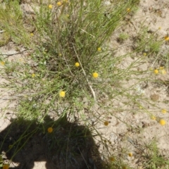 Calotis lappulacea (Yellow Burr Daisy) at Symonston, ACT - 9 Nov 2015 by MichaelMulvaney