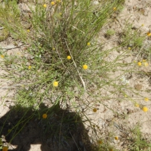 Calotis lappulacea at Symonston, ACT - 9 Nov 2015