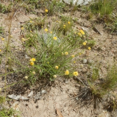 Calotis lappulacea (Yellow Burr Daisy) at Symonston, ACT - 9 Nov 2015 by MichaelMulvaney