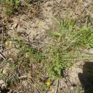 Calotis lappulacea at Symonston, ACT - 9 Nov 2015