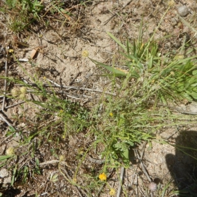 Calotis lappulacea (Yellow Burr Daisy) at Mount Mugga Mugga - 9 Nov 2015 by MichaelMulvaney