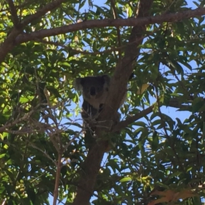 Phascolarctos cinereus (Koala) at  - 10 Nov 2015 by ranga.shaz