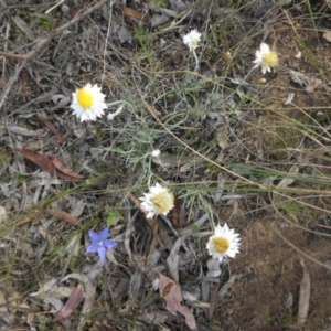 Leucochrysum albicans subsp. tricolor at Majura, ACT - 10 Nov 2015