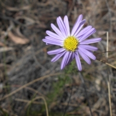 Brachyscome rigidula (Hairy Cut-leaf Daisy) at Majura, ACT - 10 Nov 2015 by SilkeSma