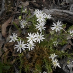 Stellaria pungens (Prickly Starwort) at Majura, ACT - 10 Nov 2015 by SilkeSma