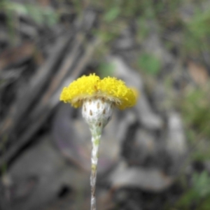 Leptorhynchos squamatus at Majura, ACT - 10 Nov 2015