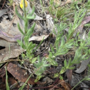 Leptorhynchos squamatus at Majura, ACT - 10 Nov 2015