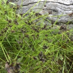 Schoenus apogon (Common Bog Sedge) at Mount Ainslie - 10 Nov 2015 by SilkeSma